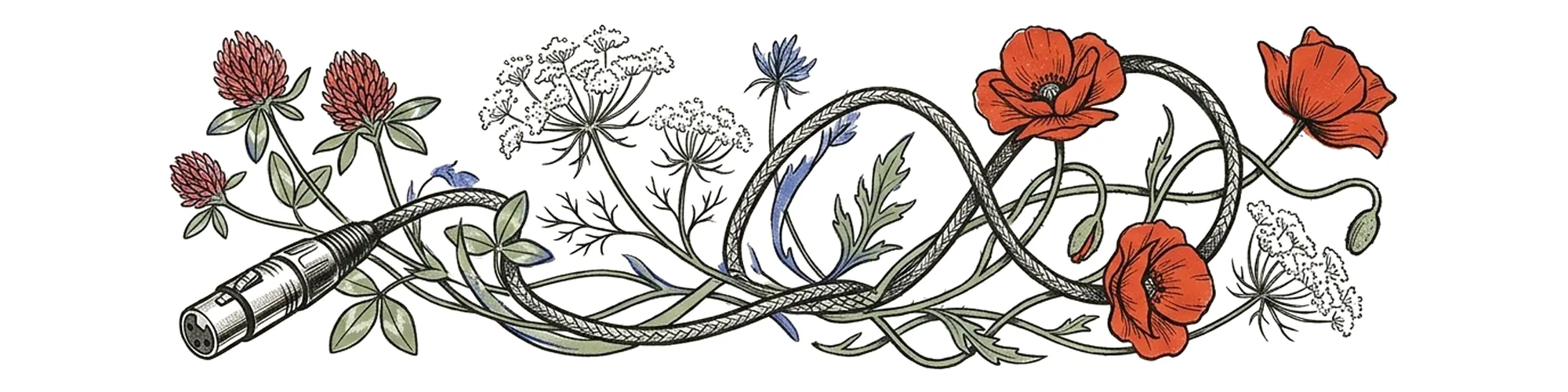 Hand-drawn ink and risograph illustration of a studio microphone cable with an XLR connector winding through wild clover, white Queen Anne's lace, and red poppies.